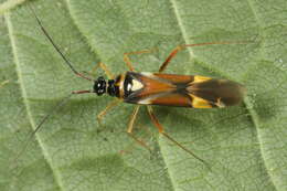 Sivun Cyllecoris kuva