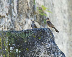 صورة Stelgidopteryx serripennis ridgwayi Nelson 1901