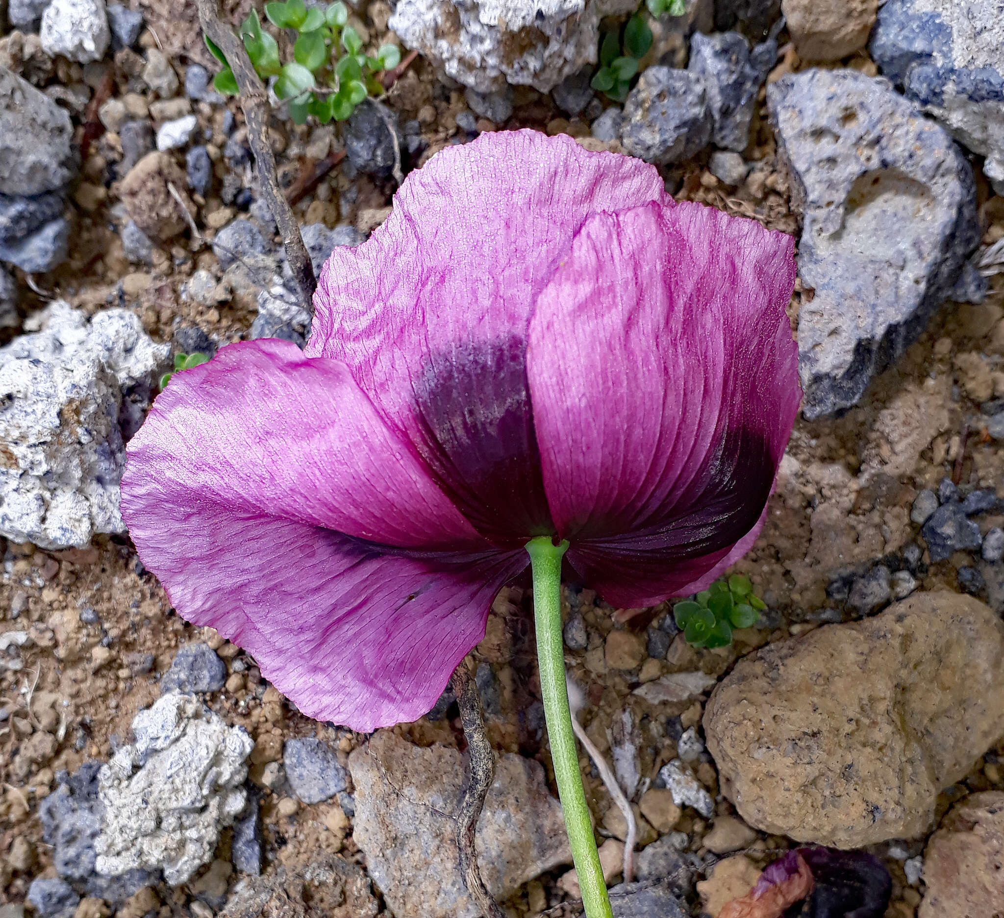 Imagem de Papaver setigerum DC.