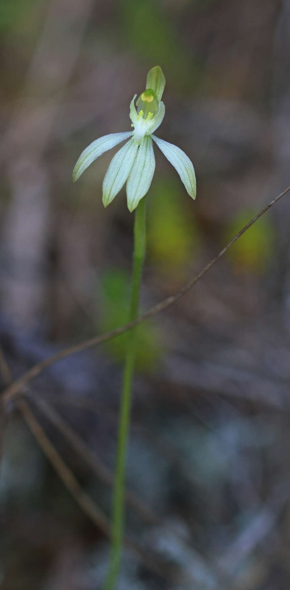 Caladenia nothofageti D. L. Jones, Molloy & M. A. Clem.的圖片