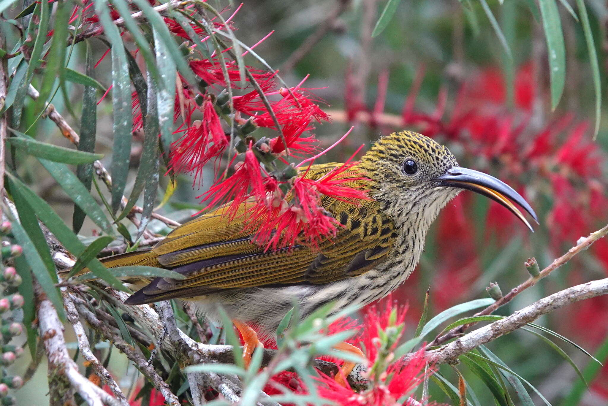 Image of Streaked Spiderhunter