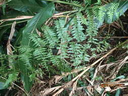 Image of Limp-Leaf Fern