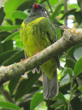 Image of Green-and-black Fruiteater