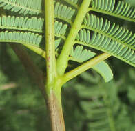 Слика од Vachellia arenaria (Schinz) Kyal. & Boatwr.