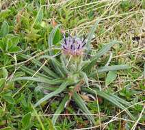 Saussurea pygmaea (Jacq.) Spreng.的圖片