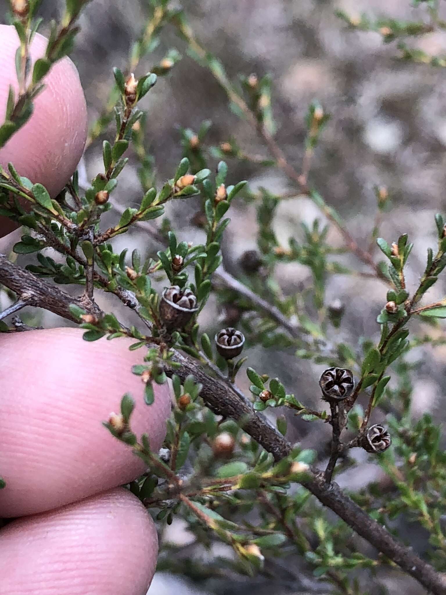 Sivun Leptospermum parvifolium Sm. kuva