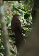 Image of Cuban Lizard-cuckoo