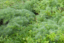 Image of Artemisia capillaris Thunb.