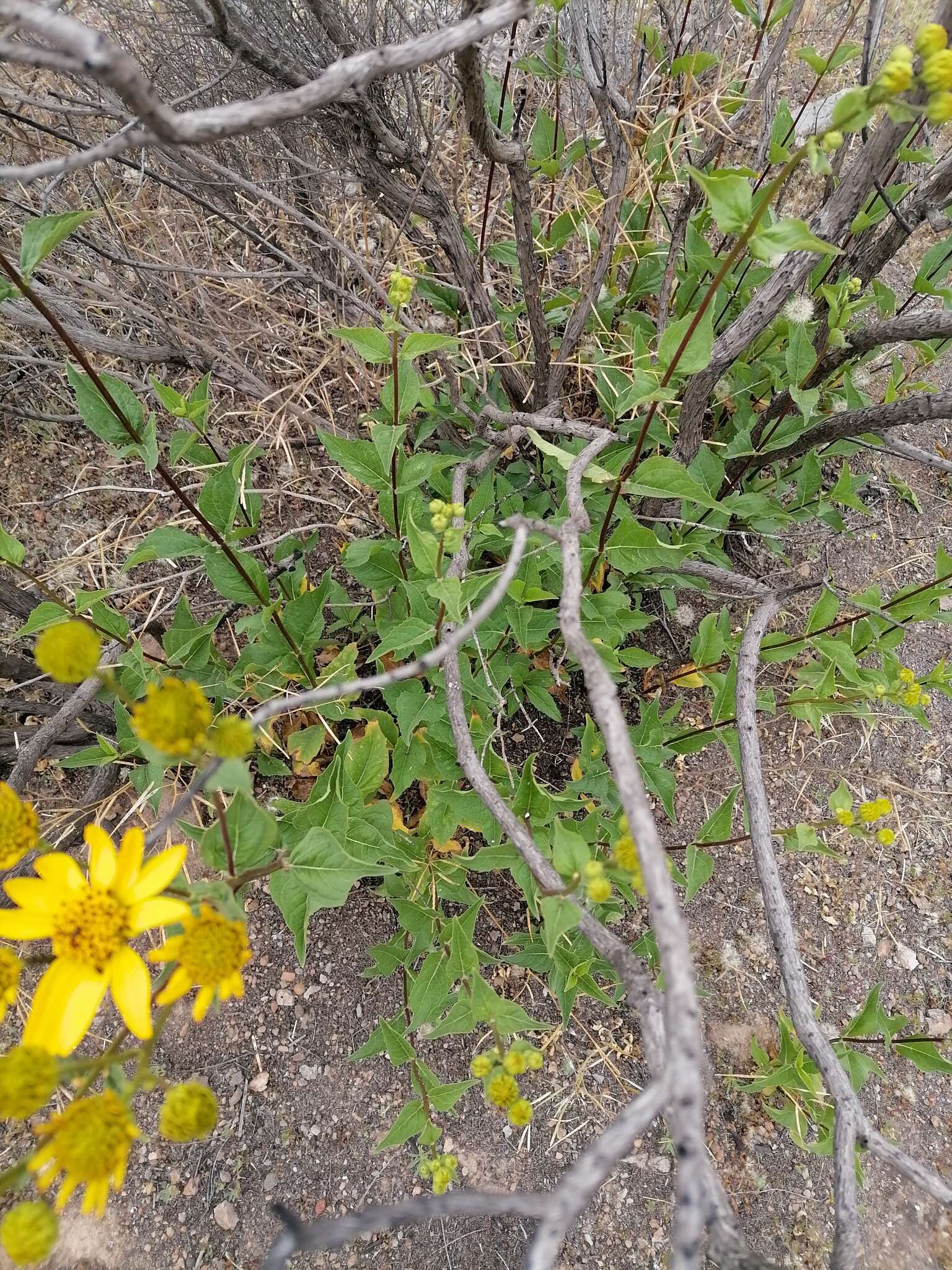 Image of bigleaf crownbeard