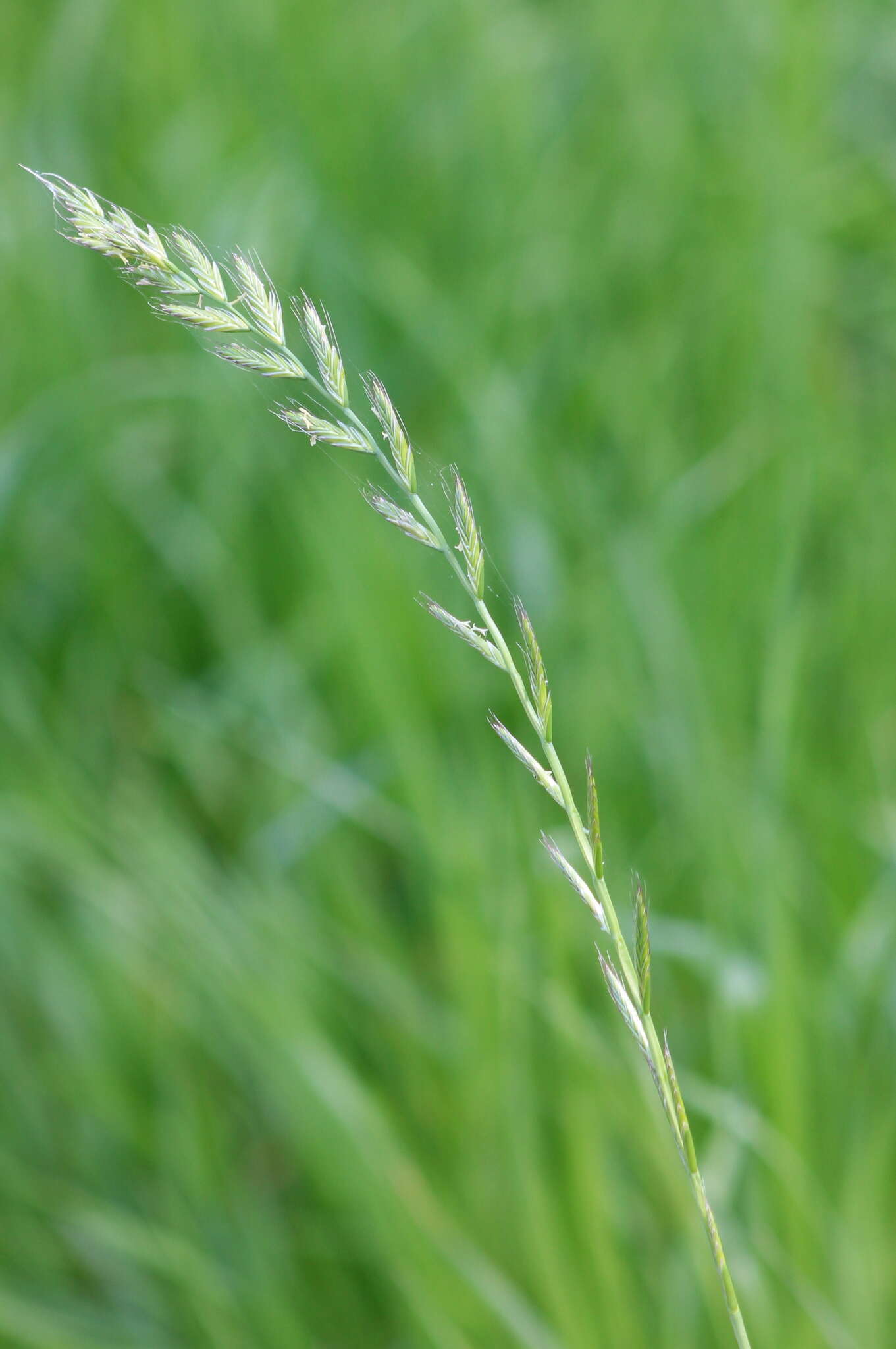 Image of perennial ryegrass