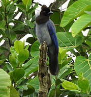 Cyanocorax violaceus Du Bus de Gisignies 1847 resmi