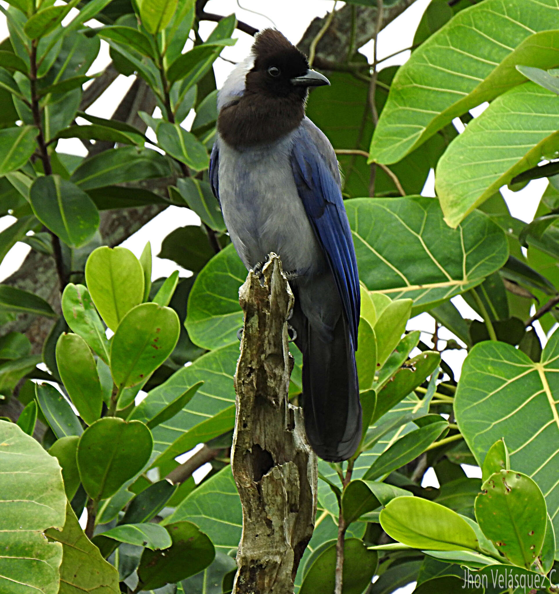 Cyanocorax violaceus Du Bus de Gisignies 1847 resmi