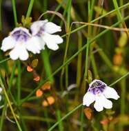 Image of Prostanthera saxicola R. Br.