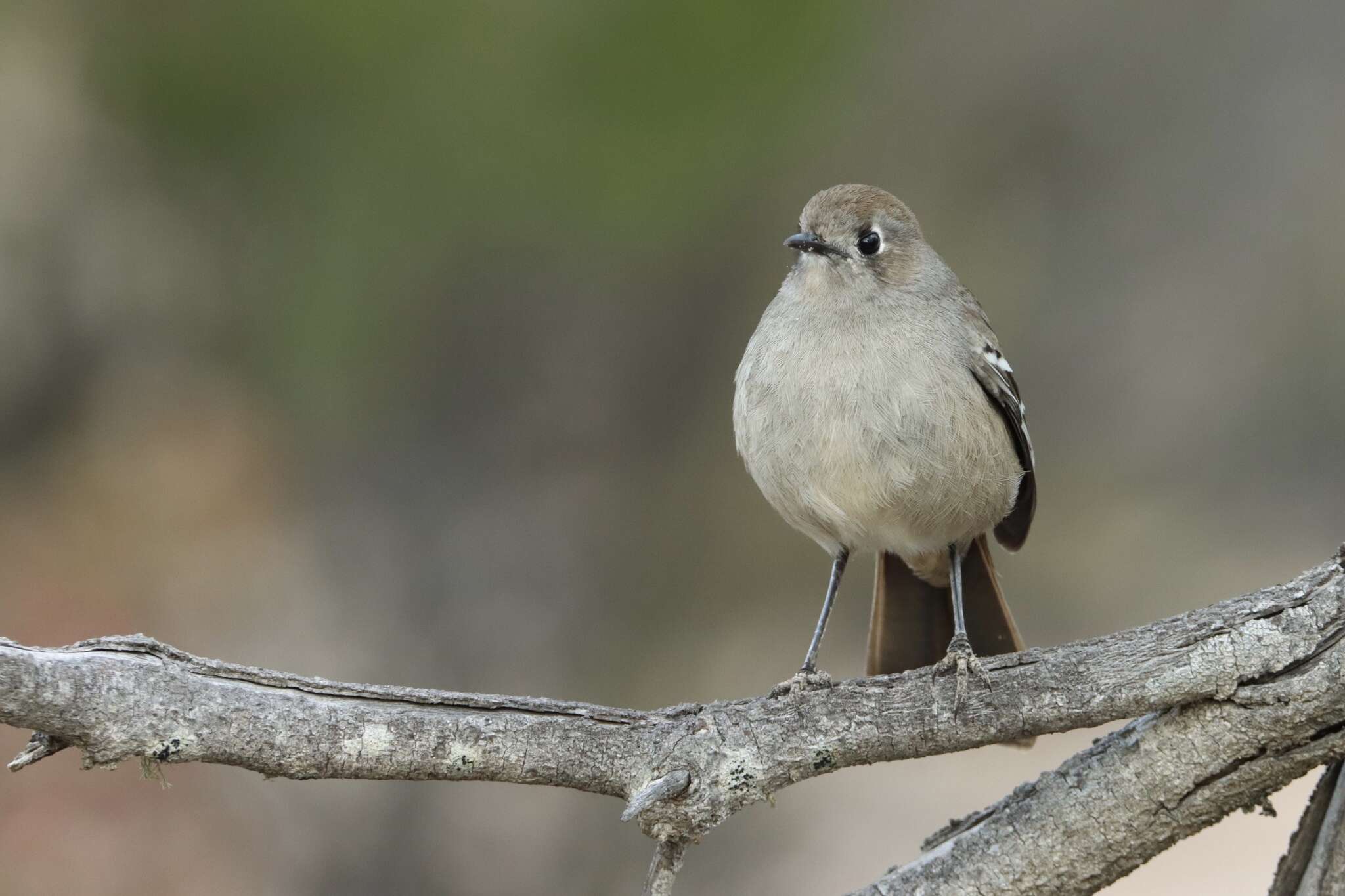 Image of Drymodes Gould 1841