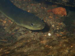 Image of Japanese Eel