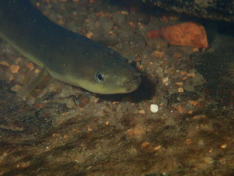 Image of Japanese Eel