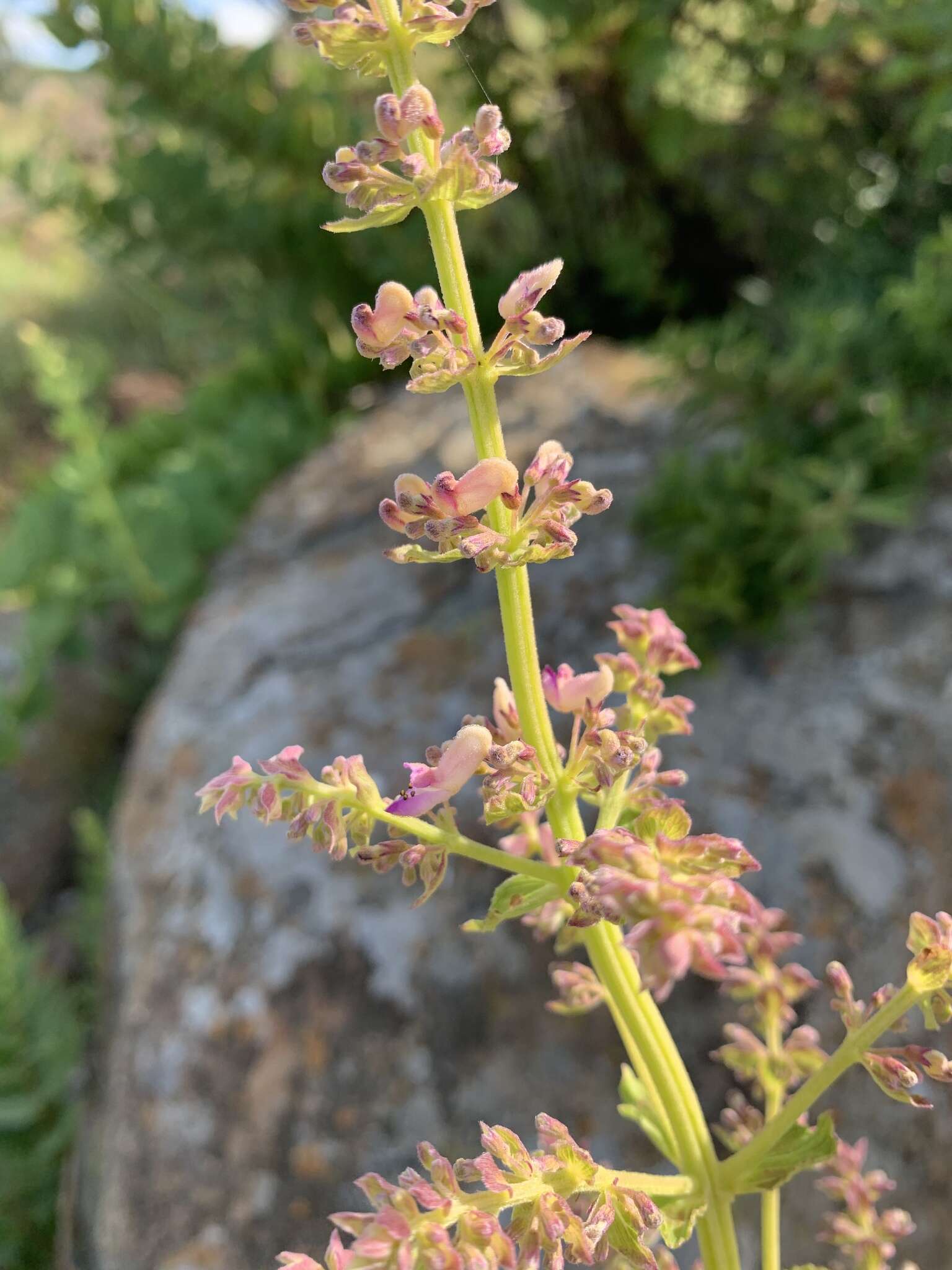 صورة <i>Coleus calycinus</i>