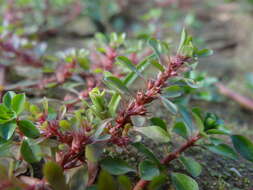 Plancia ëd Lythrum portula (L.) D. A. Webb