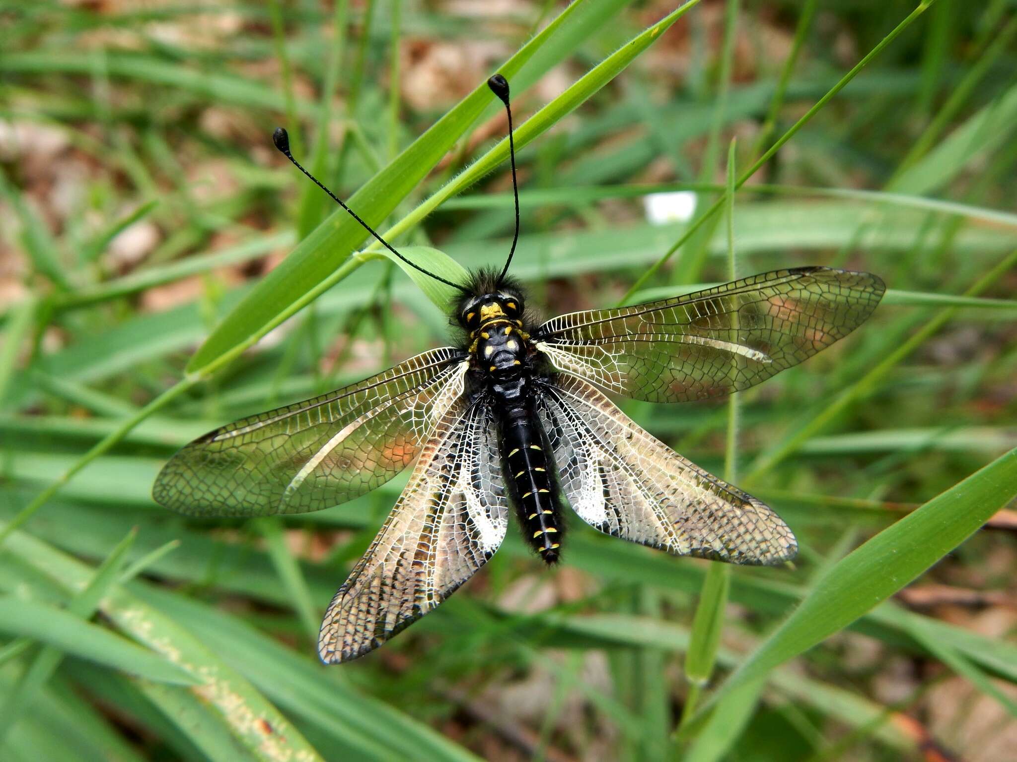 Image of Libelloides hispanicus (Rambur 1842)