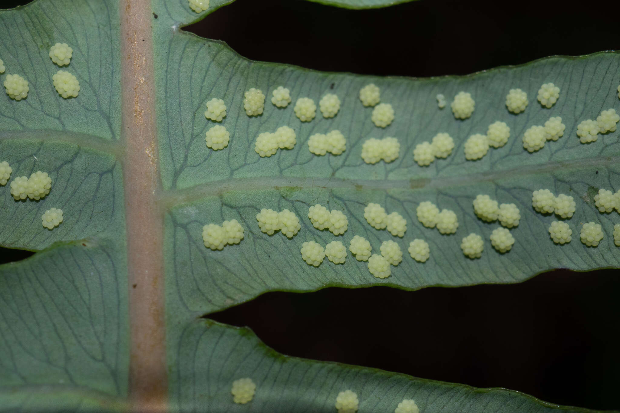 Image of Dicranopteris splendida (Hand.-Mazz.) Tag.