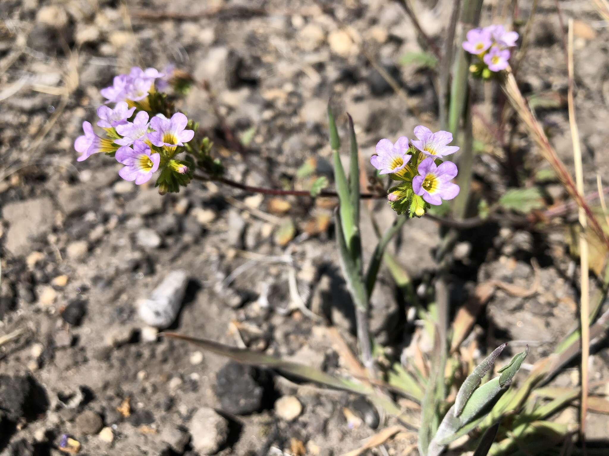 Image of sweetscented phacelia