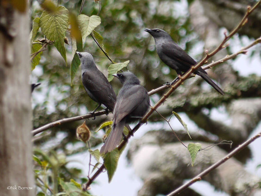 Image of Kenrick's Starling