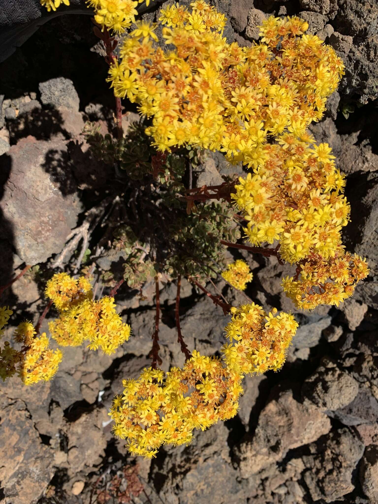 Image of Aeonium spathulatum (Hornem.) Praeger