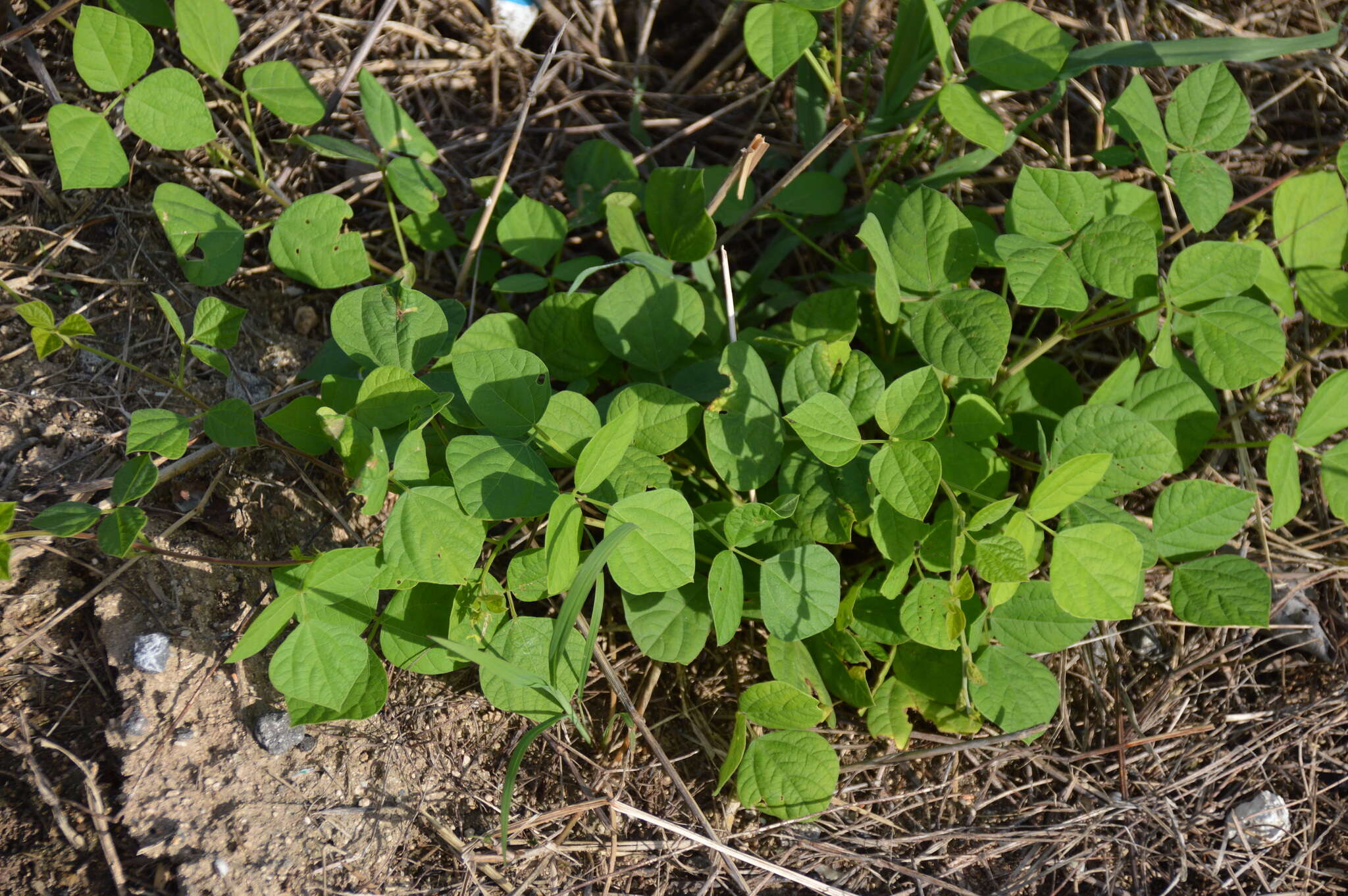 Слика од Rhynchosia minima (L.) DC.