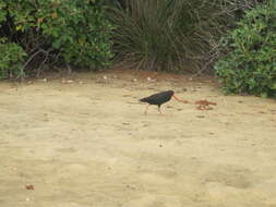 Image of Variable Oystercatcher