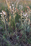 Image of Ornithogalum fischerianum Krasch.