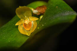 Image of Pleurothallis dibolia Luer