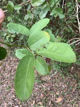 Слика од Allocassine laurifolia (Harv.) N. Robson