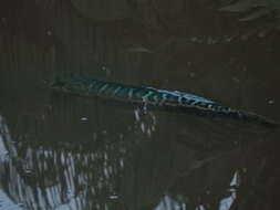 Image of Giant Snakehead