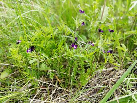 Image of Viola disjuncta W. Becker