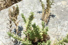 Слика од Stachys palaestina L.