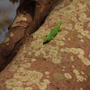 Plancia ëd Phelsuma guimbeaui Mertens 1963