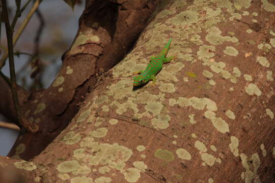 Image of Orange-spotted Day Gecko