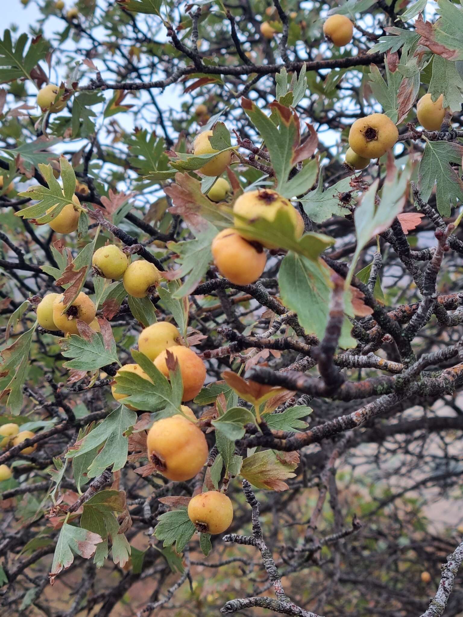 صورة Crataegus azarolus var. pontica (Koch) K. I. Christensen