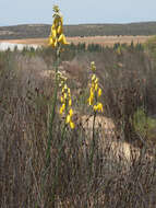 Image de Albuca clanwilliamae-gloria U. Müll.-Doblies