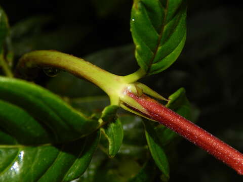 Image of Palicourea triphylla DC.