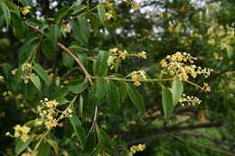 Image of Combretum patelliforme