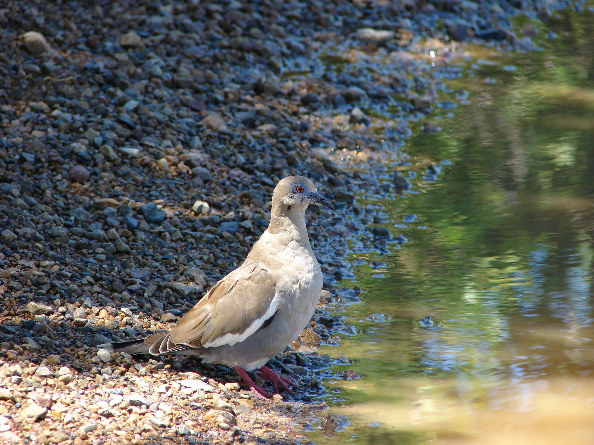 Image of White-winged Dove