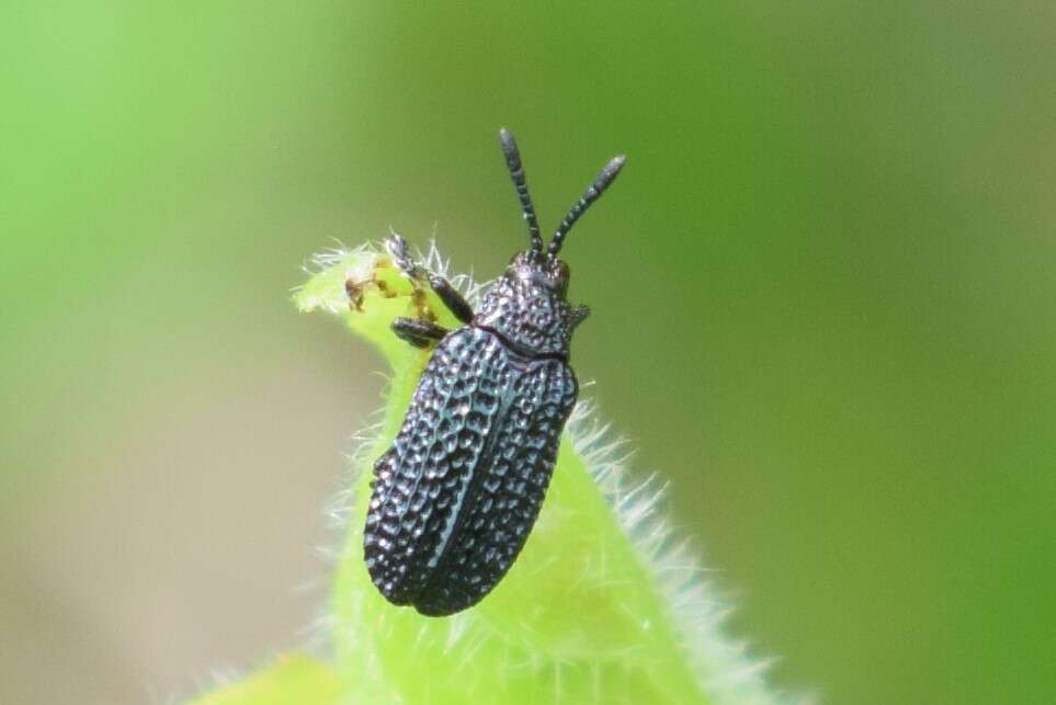 Image of Microrhopala excavata (Olivier 1808)