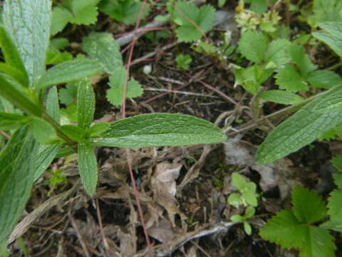 Слика од Stachys recta subsp. recta