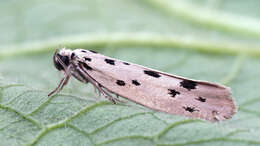 Image of Ethmia dodecea Haworth 1828