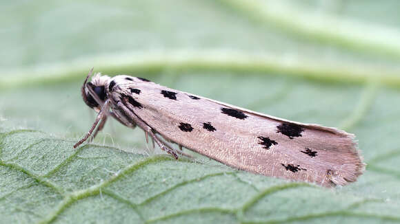 Image of Ethmia dodecea Haworth 1828