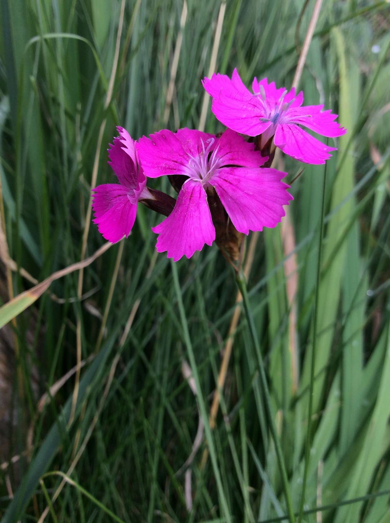 صورة Dianthus carthusianorum L.