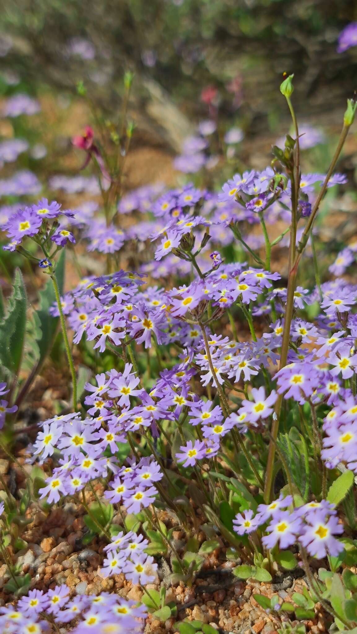 Image of Manulea silenoides E. Mey. ex Benth.