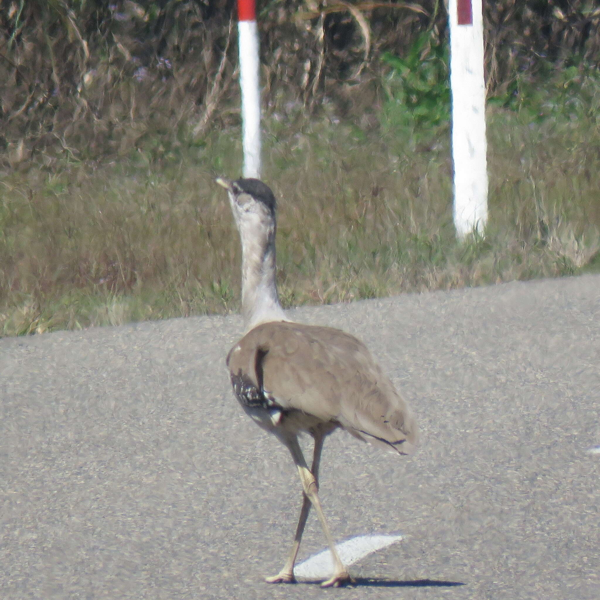 Image of Australian Bustard