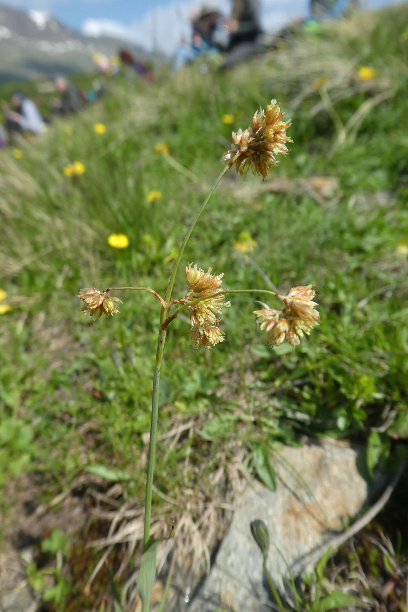 Image of Yellow Woodrush